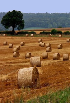 harvest